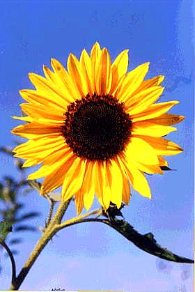 Sonnenblume 7203