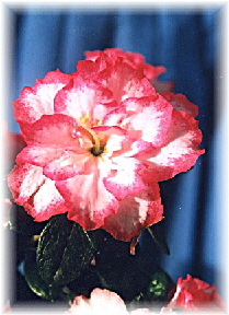 Azalee rosa