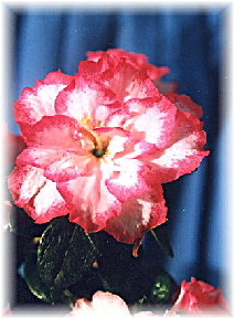 Azalee rosa